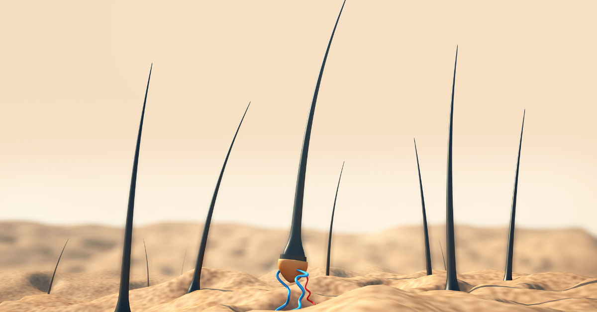 The Role Of Stem Cells in Hair Growth